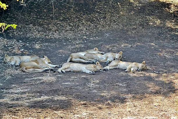 Sasan Gir Interpretation Zone